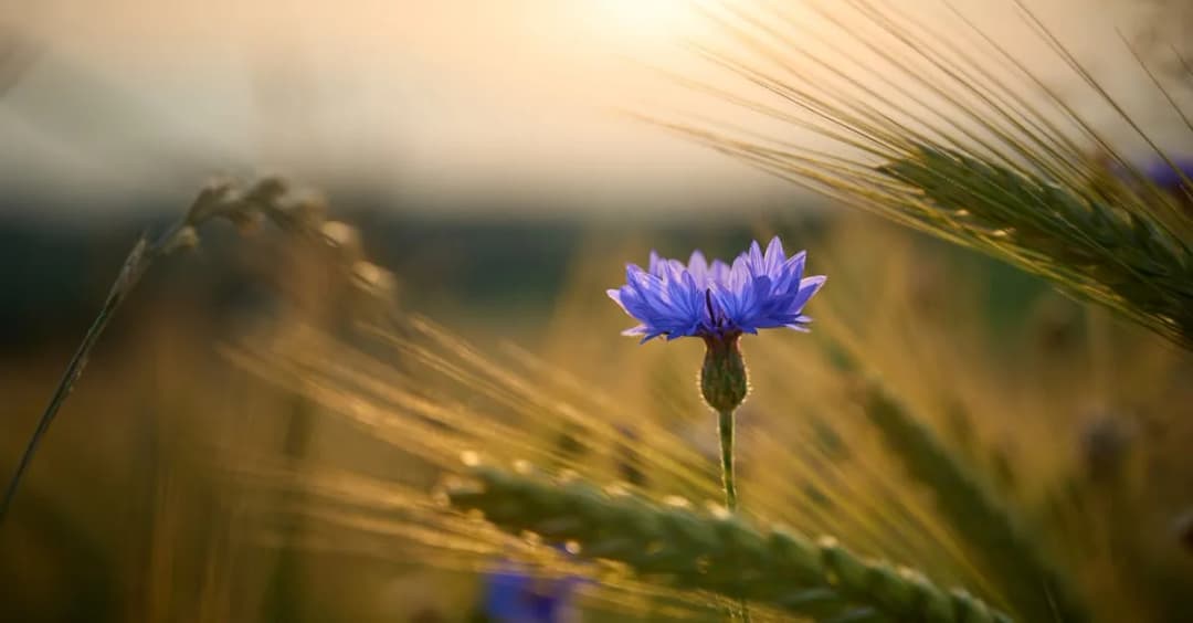 Jakie tradycje kryje święto Matki Bożej Siewnej? To są wszystkie